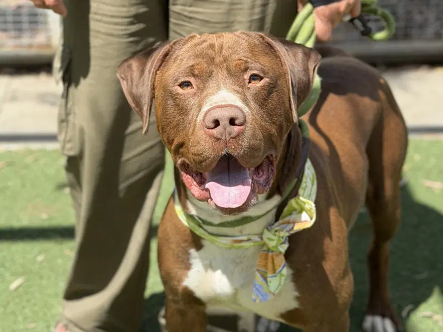 Redlands - American Pit Bull Terrier