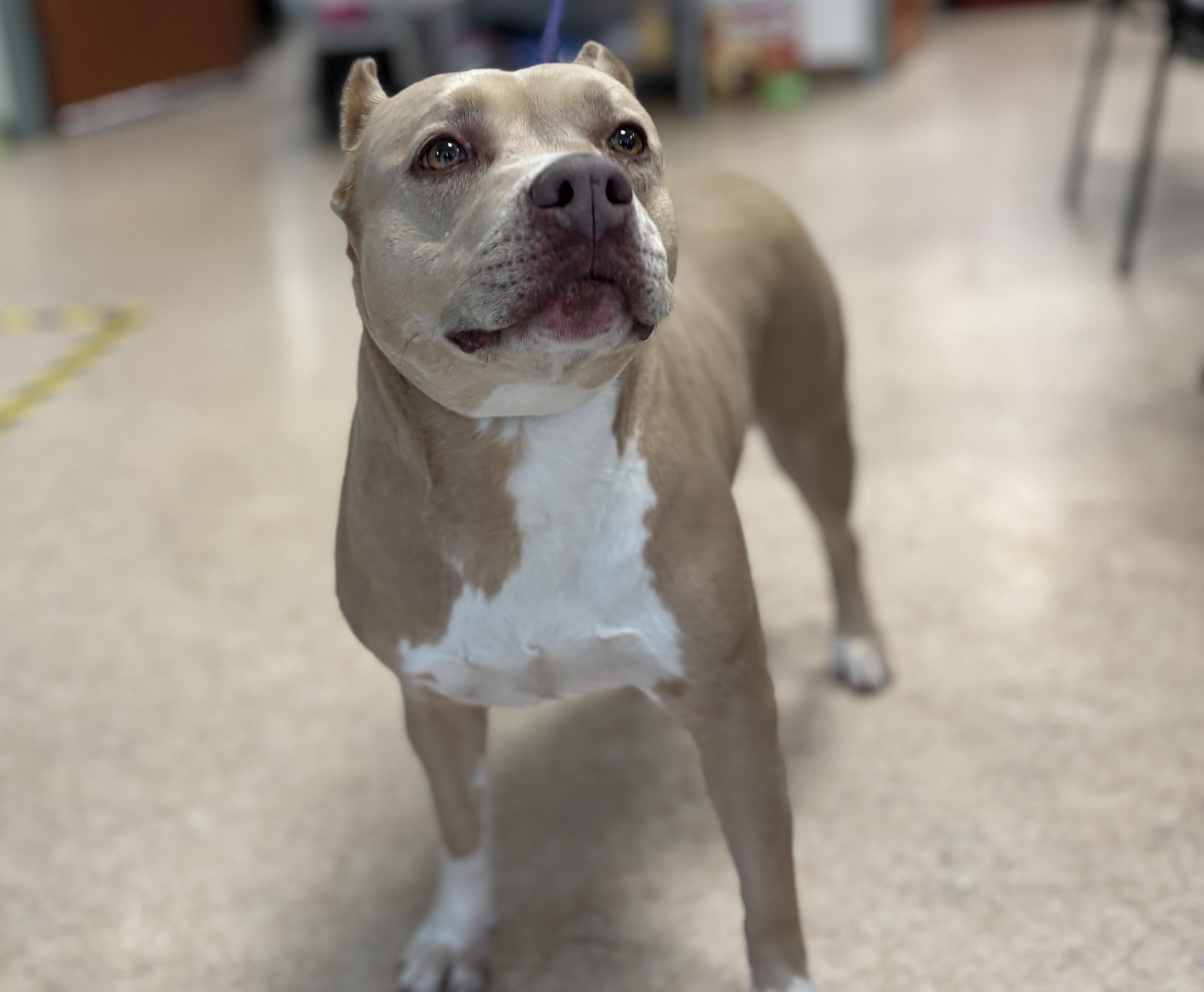 Pit Bull