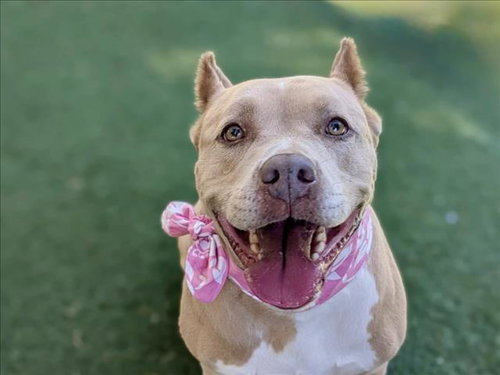 HONEY, an adoptable Pit Bull Terrier in San Pedro, CA