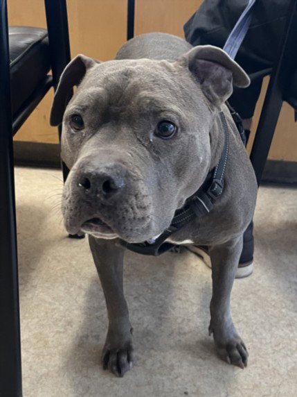 Pit Bull