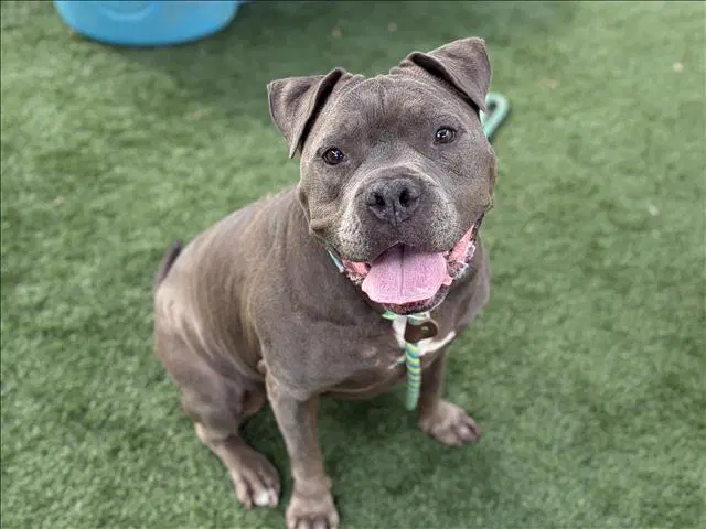 Blue - Pit Bull Terrier
