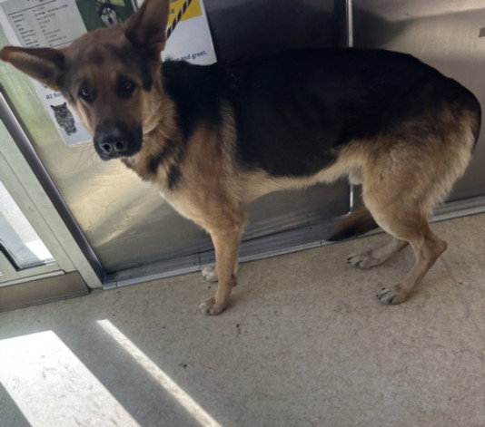 German Shepherd
