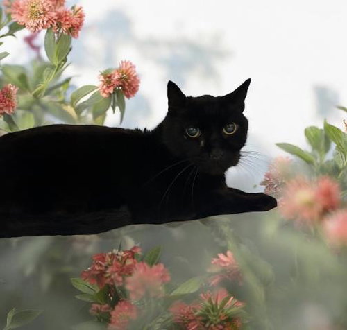 ASHER, Adult Domestic Short Hair (medium coat), cat for adoption in Westminster, California