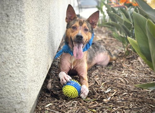 picture of the dog needing adoption