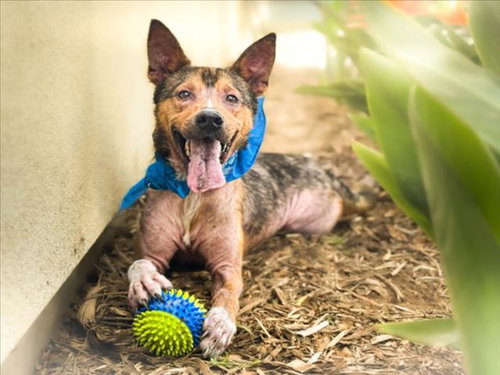 ALF, an adoptable German Shepherd Dog in San Pedro, CA