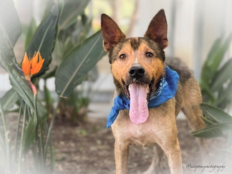 ALFIE Image
