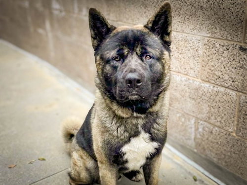 ONYX, an adoptable Akita in San Pedro, CA