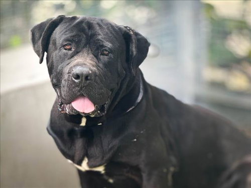 MAGIC, an adoptable Cane Corso Mastiff in San Pedro, CA