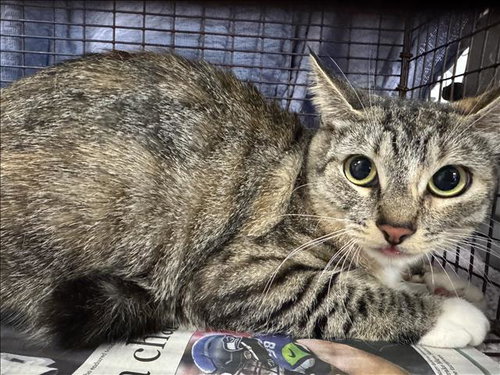 picture of the cat needing adoption