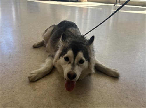 picture of the dog needing adoption