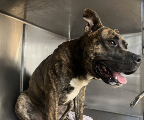 MALLOY - Pit Bull Terrier available for adoption