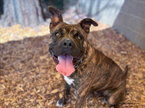 FREDDY - Pit Bull Terrier available for adoption