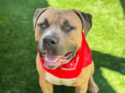 CHEDDAR - American Pit Bull Terrier available for adoption