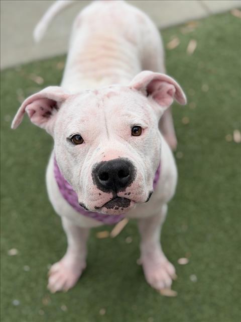 LEAH - Pit Bull Terrier available for adoption