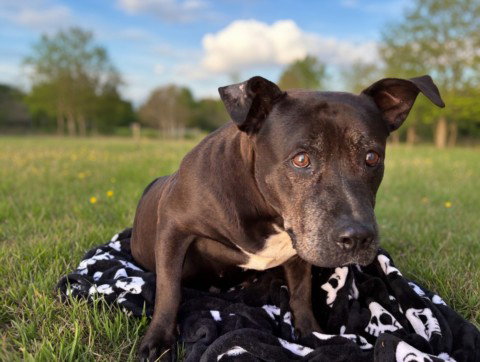 picture of the dog needing adoption
