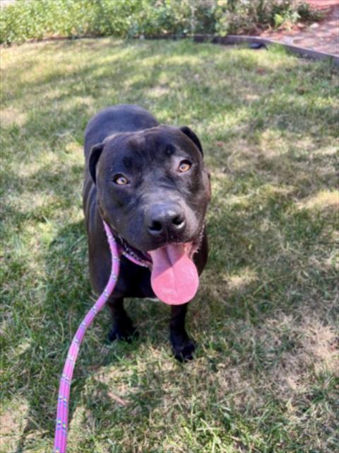 ROXY, an adoptable Pit Bull Terrier in San Pedro, CA