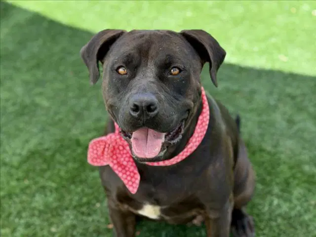 Roxy - Pit Bull Terrier