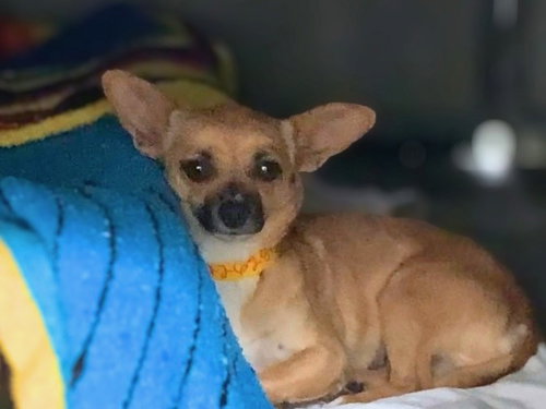 ROXY, an adoptable Chihuahua in San Pedro, CA