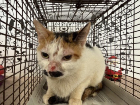 A2262923, Adult Domestic Short Hair (medium coat), cat for adoption in Westminster, California
