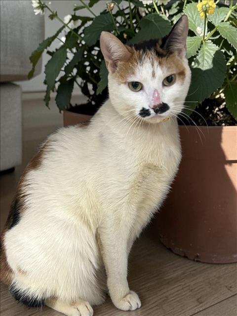 A2262923, Adult Domestic Short Hair (medium coat), cat for adoption in Brea, California