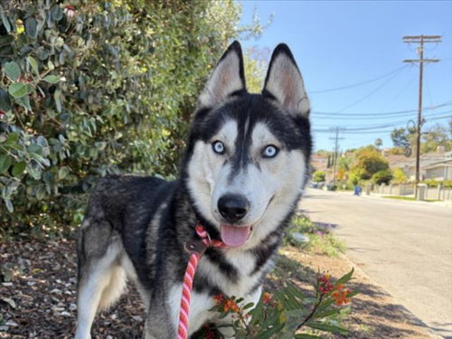 NANOOK, an adoptable Siberian Husky in San Pedro, CA