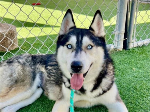NANOOK, an adoptable Siberian Husky in San Pedro, CA