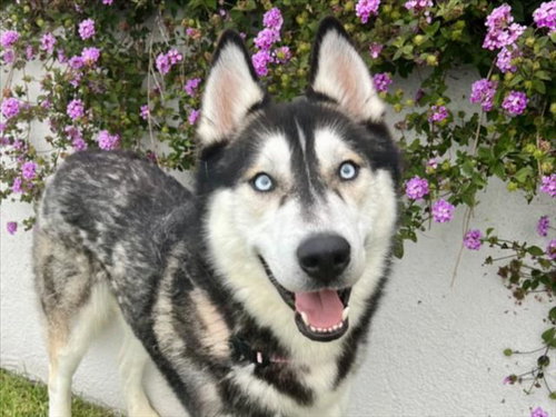picture of the dog needing adoption