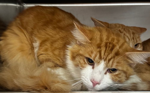 BRONX, Young Domestic Long Hair (medium coat), cat for adoption in Westminster, California