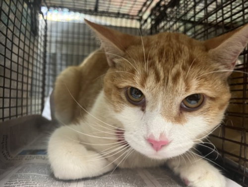 OXNARD, Young Domestic Short Hair (medium coat), cat for adoption in Westminster, California