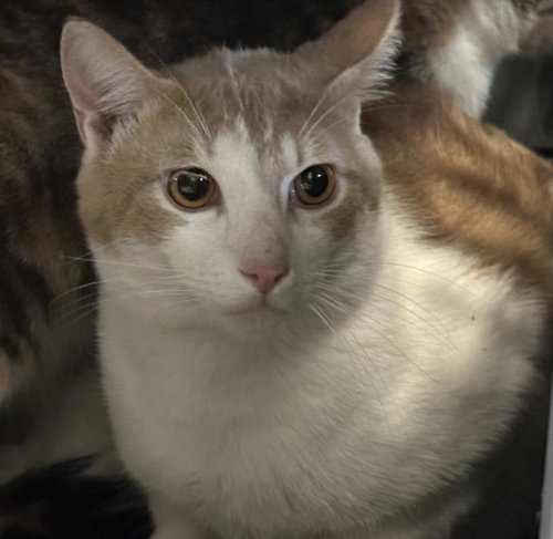 A2263129, Adult Domestic Short Hair (medium coat), cat for adoption in Westminster, California