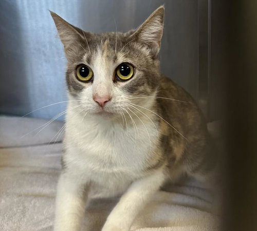 A2263131, Adult Domestic Short Hair (medium coat), cat for adoption in Westminster, California