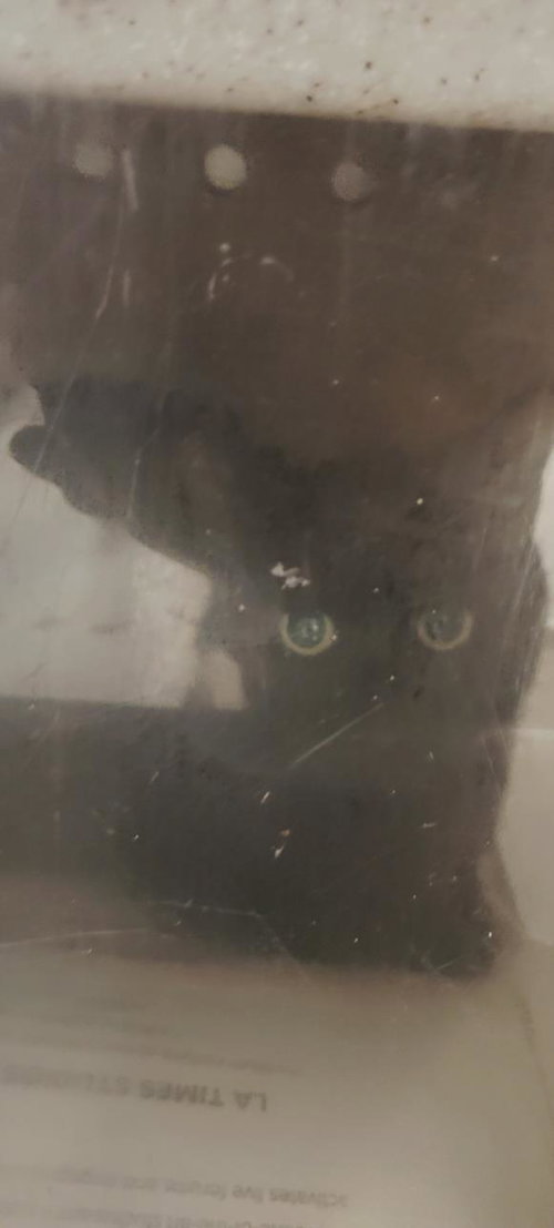 A2263144, an adoptable Domestic Short Hair in San Pedro, CA