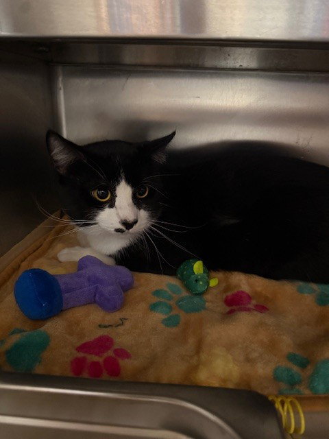 SHERMAN, an adoptable Domestic Short Hair in San Pedro, CA