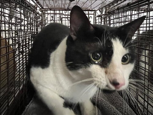 LUCAS, an adoptable Domestic Short Hair in San Pedro, CA