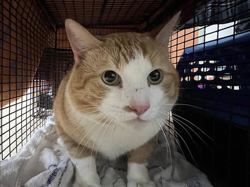 BIBBLE, Adult Domestic Short Hair (medium coat), cat for adoption in Westminster, California