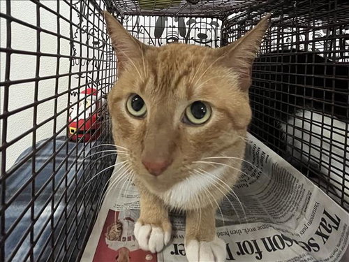 PEPITO, Adult Domestic Short Hair (medium coat), cat for adoption in Westminster, California
