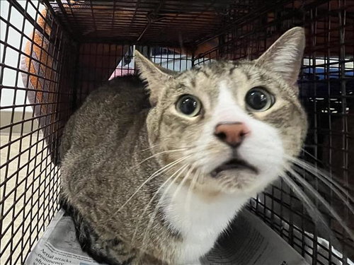 FRIJOLE, an adoptable Domestic Short Hair in San Pedro, CA