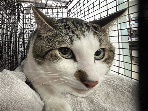 SPIDER MAN, an adoptable Domestic Short Hair in San Pedro, CA