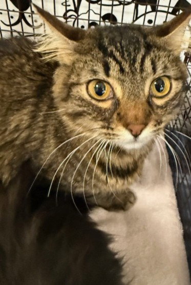 ROSIE Image