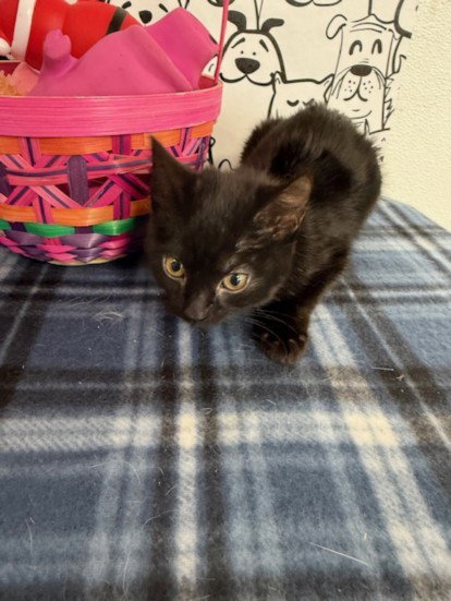 SHRINKY - Domestic Short Hair available for adoption