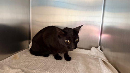 RUNNER, an adoptable Domestic Short Hair in San Pedro, CA