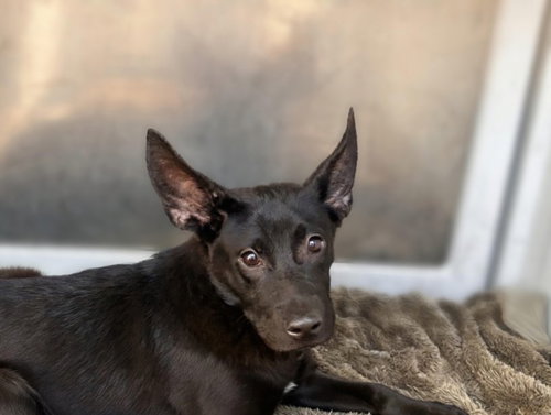 MIDNIGHT, an adoptable German Shepherd Dog in San Pedro, CA