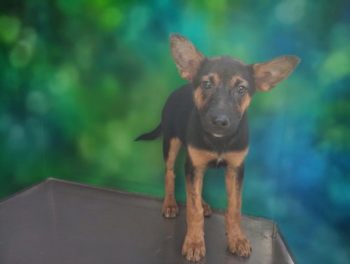 PRINCESS, an adoptable German Shepherd Dog in San Pedro, CA