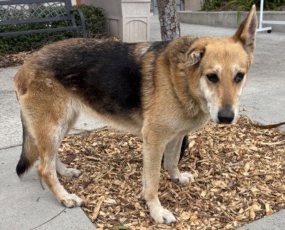 DARLA, an adoptable German Shepherd Dog in San Pedro, CA