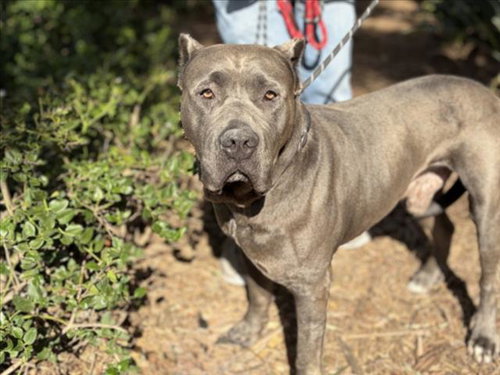 BUD, an adoptable Cane Corso Mastiff in San Pedro, CA