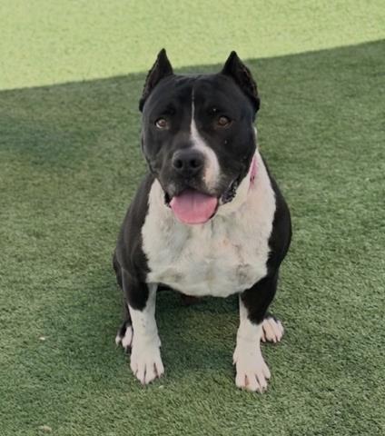 HAPPY, an adoptable Pit Bull Terrier in San Pedro, CA