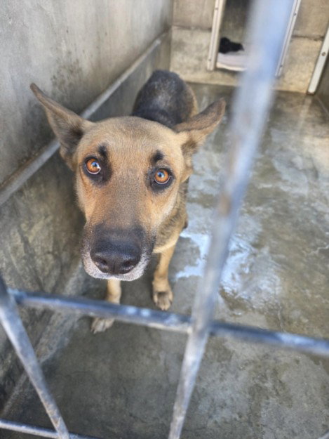 picture of the dog needing adoption