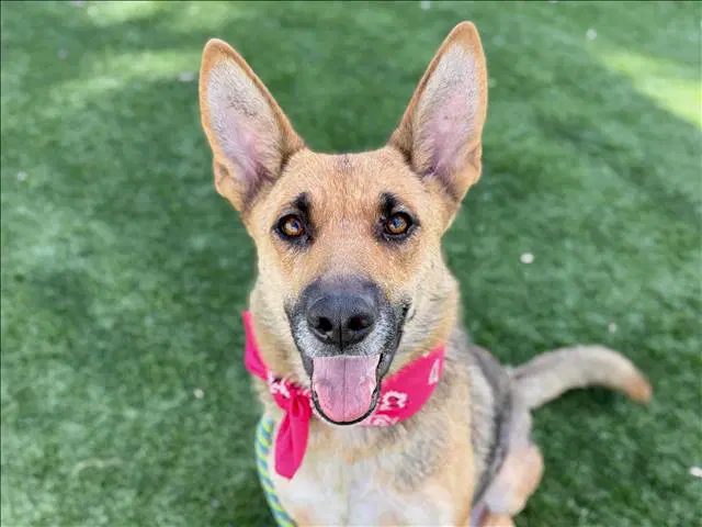 Sadie - German Shepherd Dog