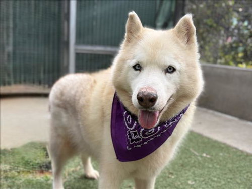 CHARY, an adoptable Siberian Husky in San Pedro, CA