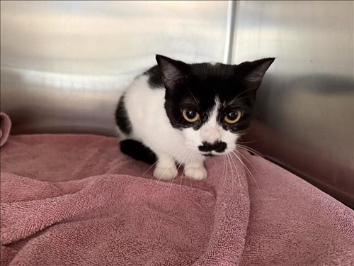 PULGAS, Adult Domestic Short Hair (medium coat), cat for adoption in Westminster, California